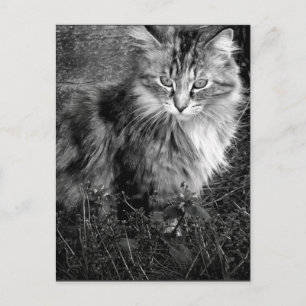 Carte Postale Portrait de chat noir et blanc