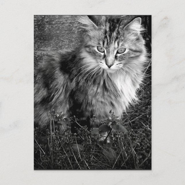 Carte Postale Portrait de chat noir et blanc (Devant)