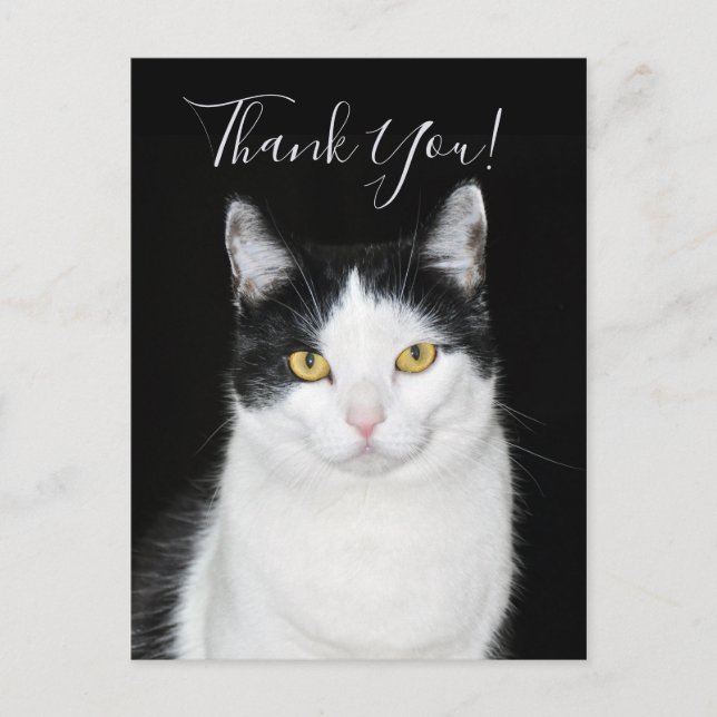 Carte Postale Portrait de chat noir et blanc (Devant)