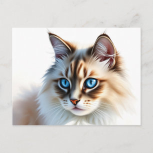 Carte Postale Portrait de chat Ragdoll poilu aux yeux bleus