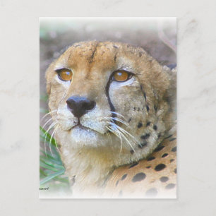 Carte Postale Portrait de Cheetah