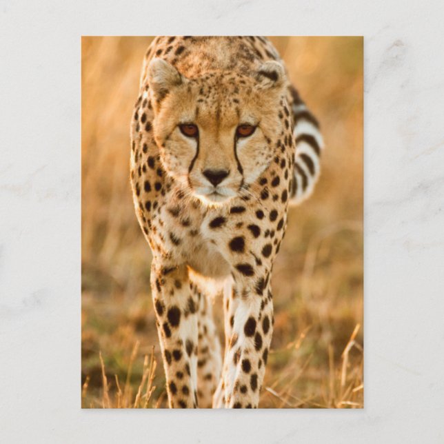 Carte Postale Portrait de Cheetah (Devant)