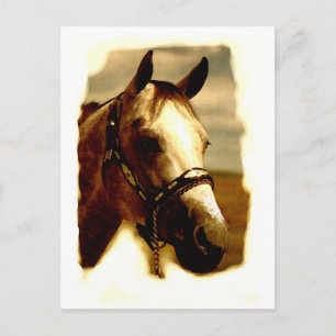 Carte Postale Portrait de cheval