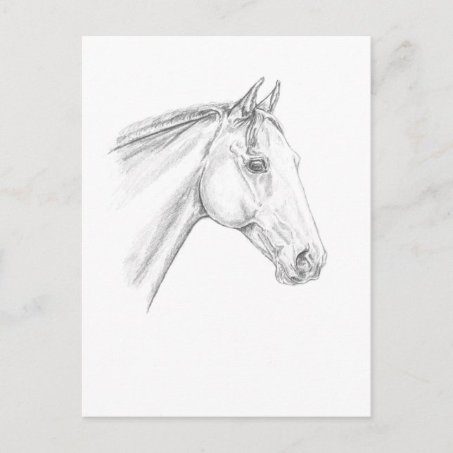 Carte Postale Portrait de cheval au crayon (Devant)