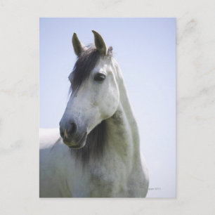 Carte Postale portrait de cheval blanc