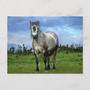 Carte Postale Portrait de cheval blanc