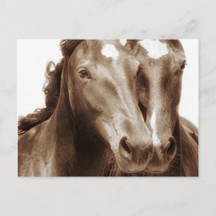 Carte Postale Portrait de cheval III