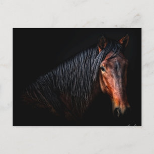 Carte Postale Portrait de cheval VII
