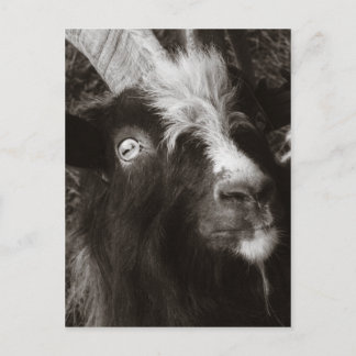 Carte Postale Portrait de chèvre Bagot Style ancien - Photograph