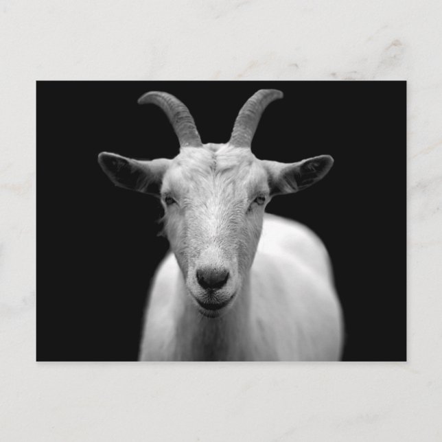 Carte Postale Portrait de chèvre en noir et blanc (Devant)