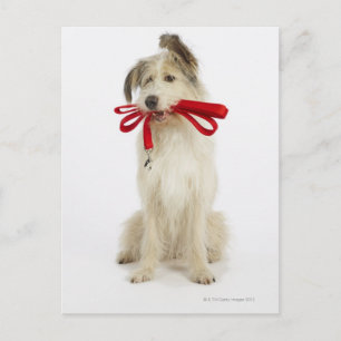 Carte Postale Portrait de chien avec laisse