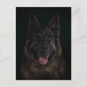 Carte Postale Portrait de chien de berger allemand