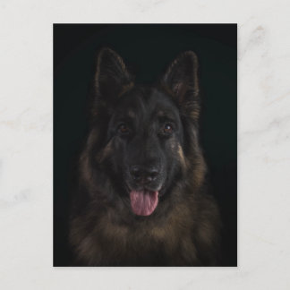 Carte Postale Portrait de chien de berger allemand