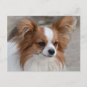 Carte Postale Portrait de chien Papillon