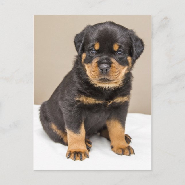 Carte Postale Portrait de chiot Rottweiler (Devant)