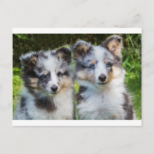 Carte Postale Portrait de deux jeunes chiens de garde