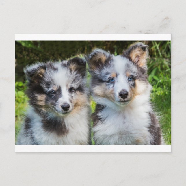 Carte Postale Portrait de deux jeunes chiens de garde (Devant)