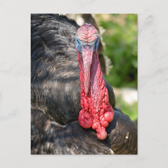 Carte Postale Portrait de dinde mâle (Devant)