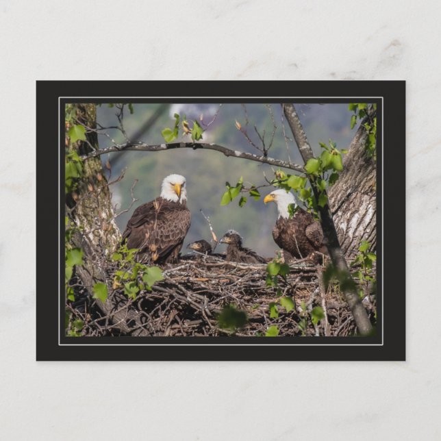 Carte Postale Portrait de famille Bald Eagle (Devant)