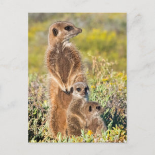 Carte Postale Portrait de famille de suricates