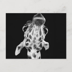 Carte Postale Portrait de Giraf noir et blanc, photo d'animal