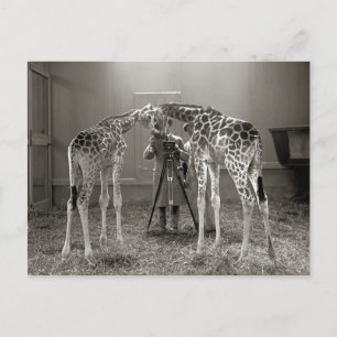 Carte Postale Portrait de girafe, 1926