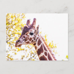 Carte Postale Portrait de Giraffe