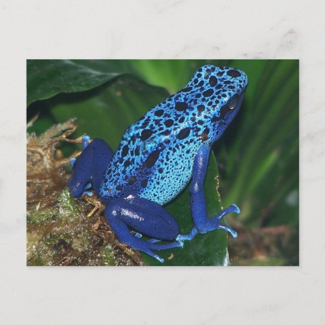 Carte Postale Portrait de grenouille à poison bleu (Devant)
