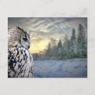 Carte Postale Portrait de hibou sur l'arrière - plan forestier d