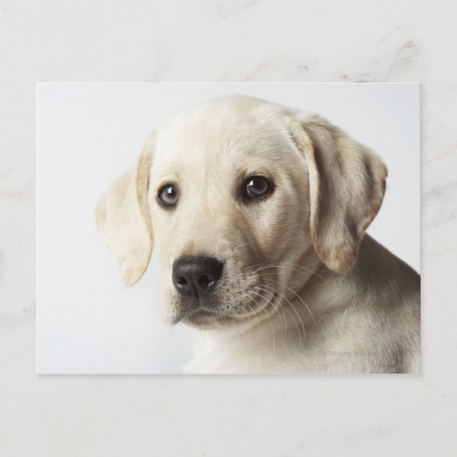 Carte Postale Portrait de la marionnette blonde Labrador Retriev (Devant)