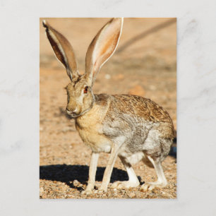 Carte Postale Portrait de lièvre antélope, Arizona