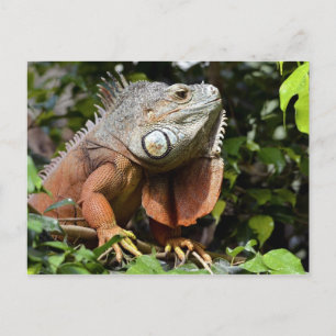 Carte Postale Portrait de l'iguane vert