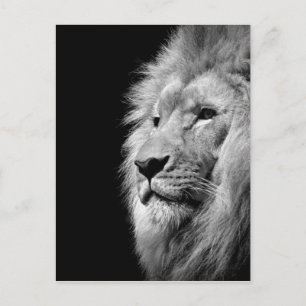 Carte Postale Portrait de Lion noir blanc - Photographie d'anima
