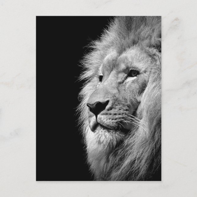 Carte Postale Portrait de Lion noir blanc - Photographie d'anima (Devant)