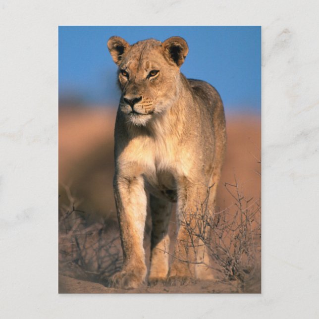 Carte Postale Portrait De Lioness (Panthera Leo) (Devant)