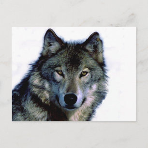Carte Postale Portrait de loup