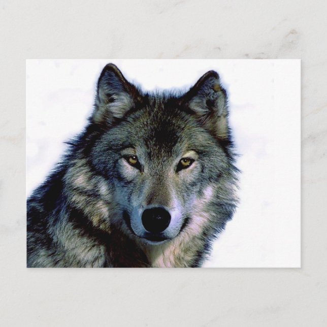 Carte Postale Portrait de loup (Devant)