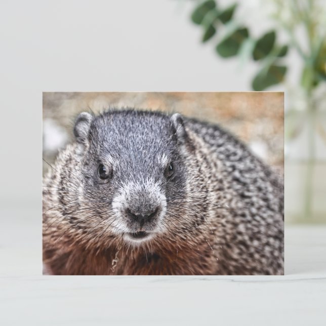 Carte Postale Portrait de marmotte de fond (Créateur téléchargé)