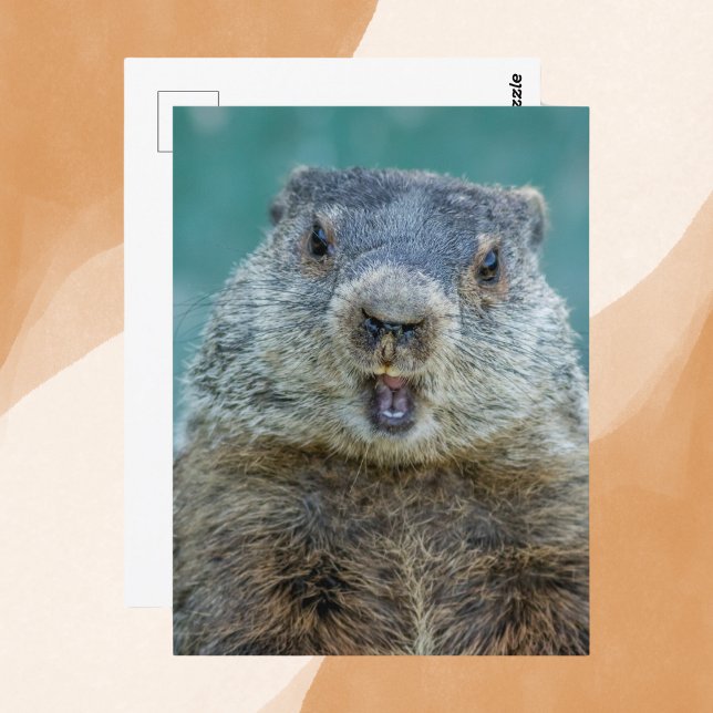 Carte Postale Portrait de marmotte en gros plan (Créateur téléchargé)