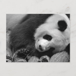 Carte Postale Portrait de panda géant