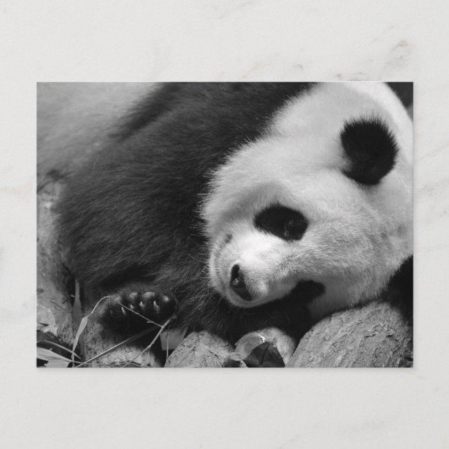 Carte Postale Portrait de panda géant (Devant)