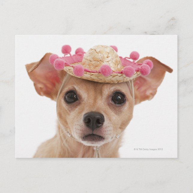 Carte Postale Portrait de petit chien en sombrero (Devant)