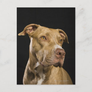 Carte Postale Portrait de pitbull rouge de nez avec le noir