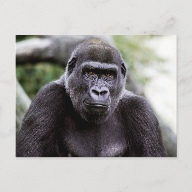 Carte postale Portrait de portrait de Gorilla (Devant)