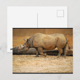 Carte Postale Portrait de Rhinocéros