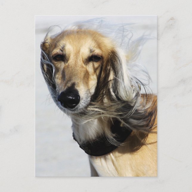 Carte Postale Portrait de Saluki (Devant)