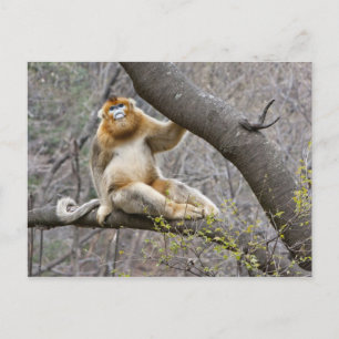 Carte Postale Portrait de singe doré mâle dans un arbre
