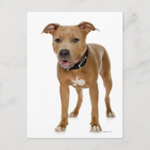 Carte Postale Portrait de studio American pit bull puppy 2