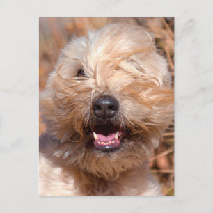 Carte Postale Portrait de Terrier roux à revêtement souple