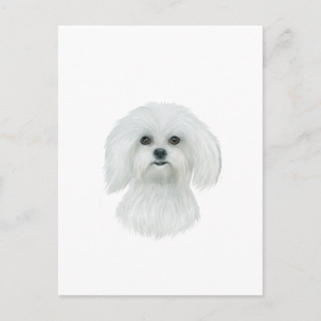 Carte Postale Portrait de tête maltais (Devant)